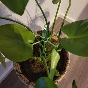 plant guide/helper