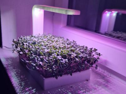 Planter with LED Lighting for Microgreens