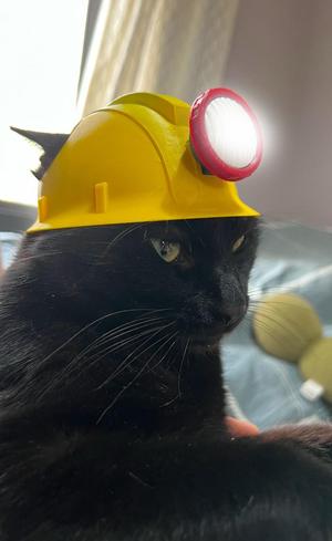 Cat Helmet: Miner Hat