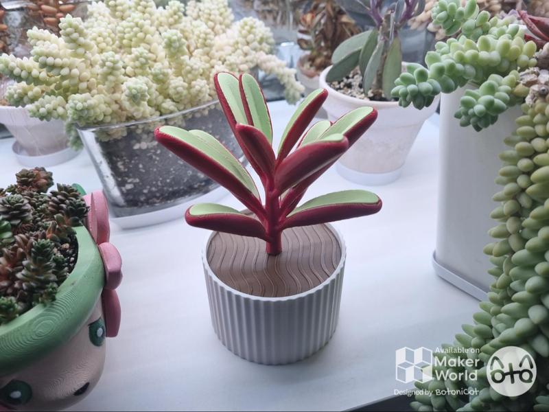Succulents: Ruby Glow (Peperomia Graveolens)