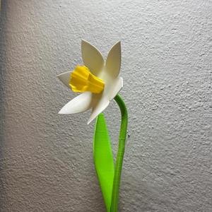 Beautiful Daffodil With Stem