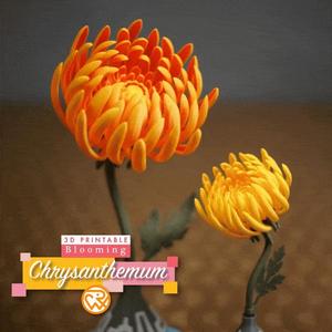 Blooming Chrysanthemum