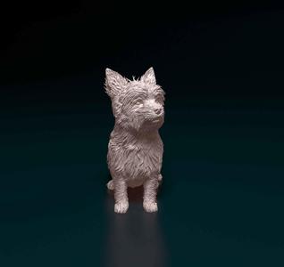 Yorkshire terrier