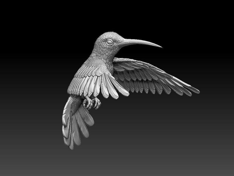 colibri humming bird