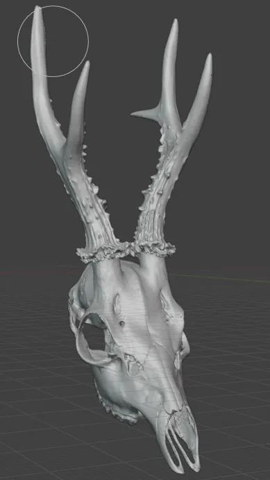 3d scan deer trophy   