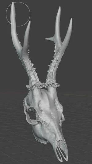 3d scan deer trophy   