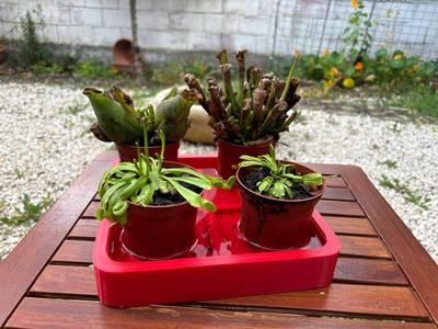 Carnivorous Plant Tray – No Drain Needed