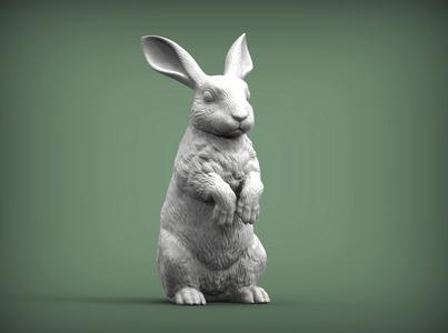 Rabbit bunny