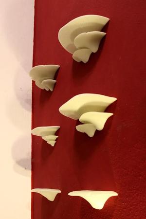 Mushroom Shelves with sturdy wall mount | Fungus Shelf