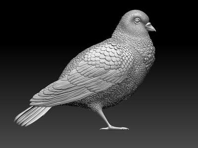 dove Pigeon