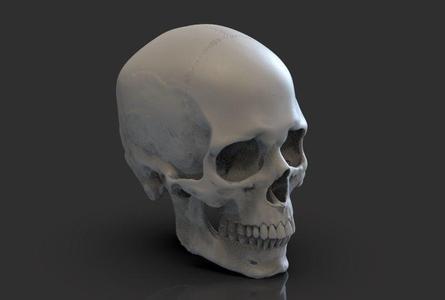 Skull human