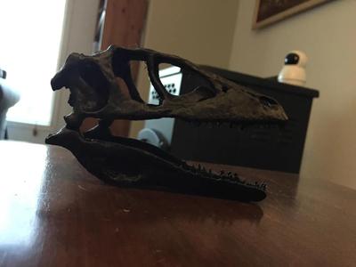 Deinonychus Skull