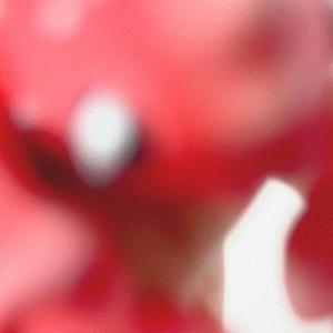 Lobster Flexi and Bucket Bundle