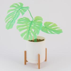 Mini Monstera & Planter
