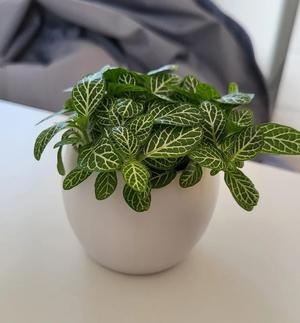 Mini Vase