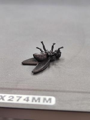 The Fly 