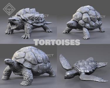 Tortoises armadillo 3D Model Collection