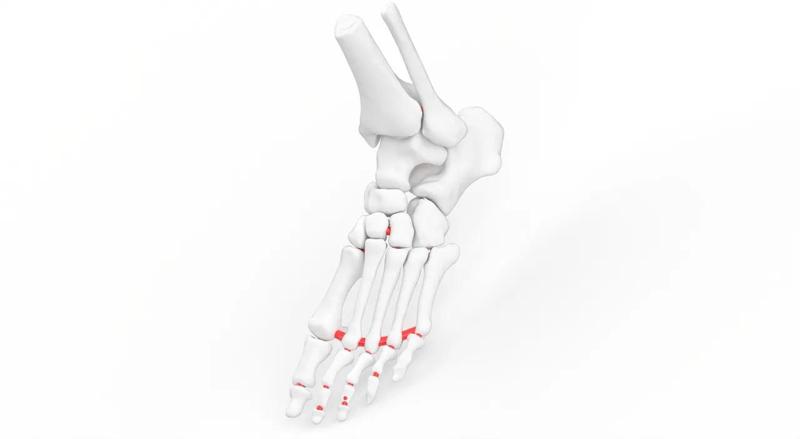 Life-sized Flexible Lower leg