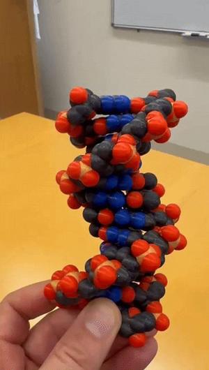 Real DNA molecule in four colors