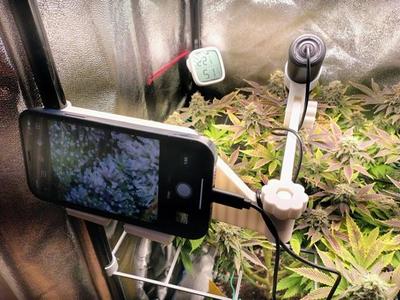 Trichome Microscope Holder