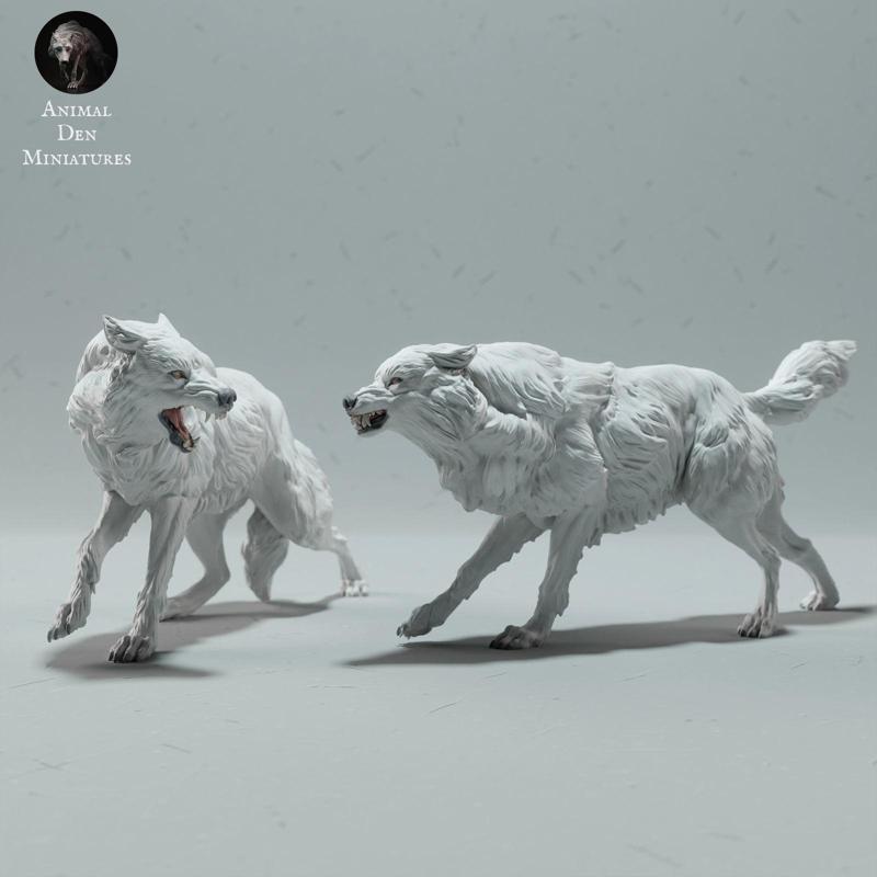 Arctic Wolves Fighting