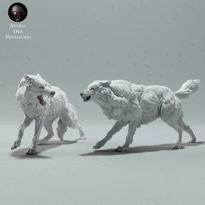 Arctic Wolves Fighting