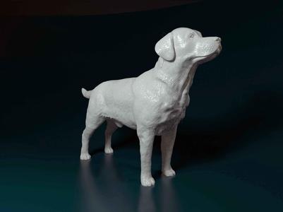 Labrador