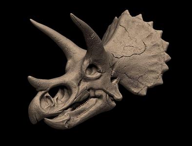 Triceratops skull 3d print model