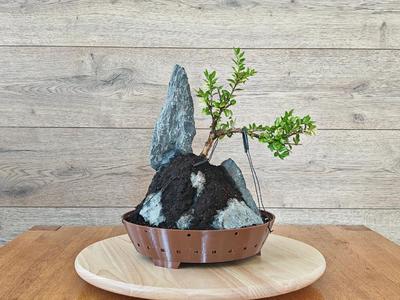 Bonsai - Trainingpot with 24cm diameter   