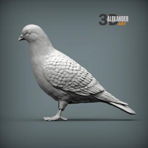 Pigeon