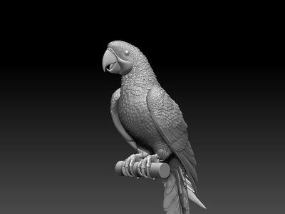 parrot perched on branch