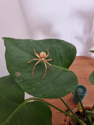 Flexi Spider