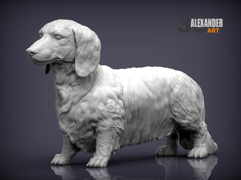 Dachshund longhair