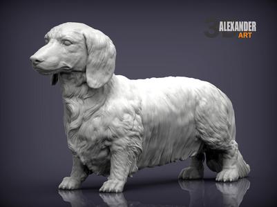 Dachshund longhair