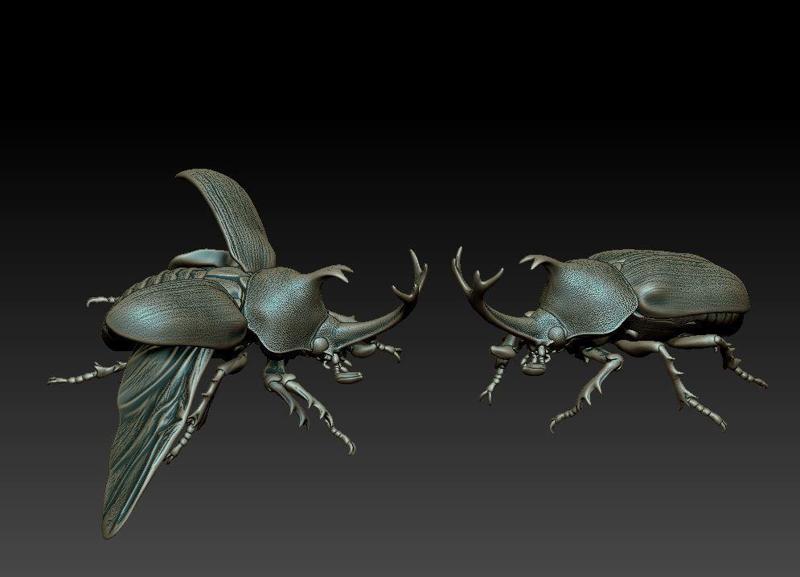 Rhinoceros beetle