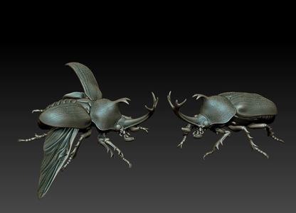 Rhinoceros beetle