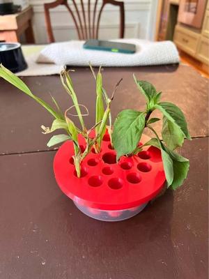 Stem Rooter – Green Onion Garden – Lemongrass Grower – Plant Starter
