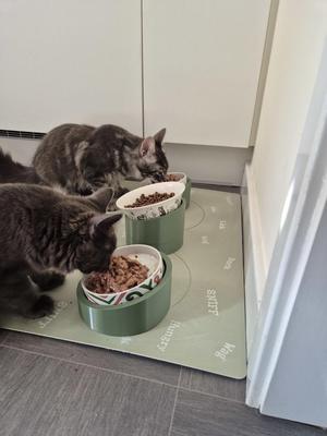 Pet Food bowl riser & tilt with adjustable height