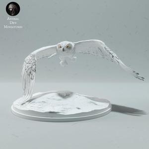 Snowy Owl