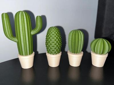 Cactus set