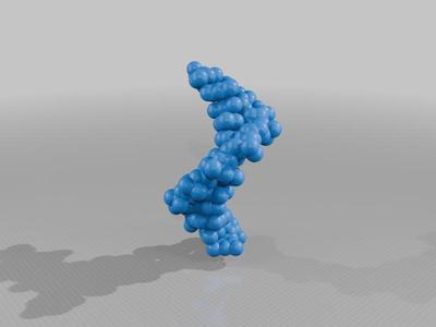 DNA Model Double Helix (12 base pairs)