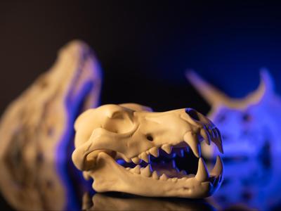 Direwolf Skull Fossil