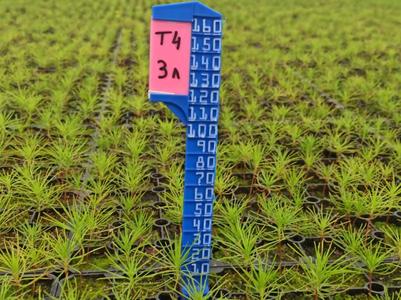 Plant ruler with removable sign