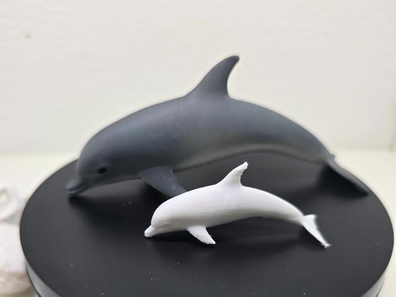 Dolphin