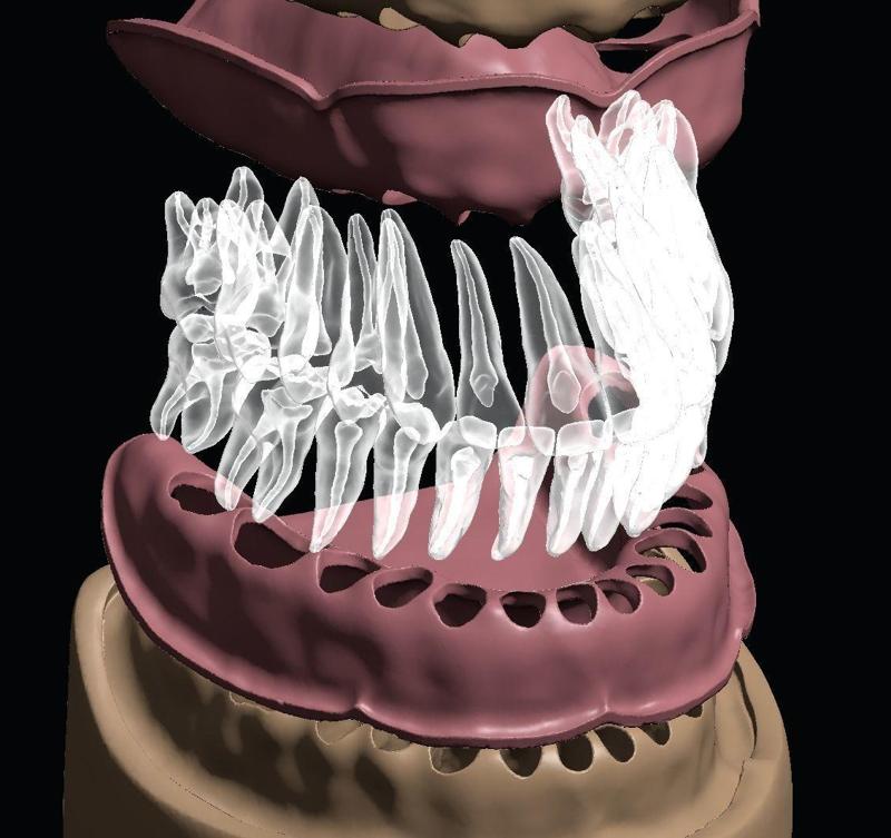 D007 Dental anatomy model with natural root and canal