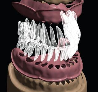 D007 Dental anatomy model with natural root and canal