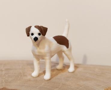 Jack russell terrier