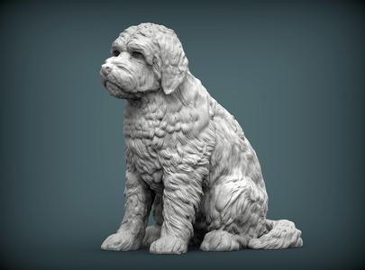 GoldenDoodle dog
