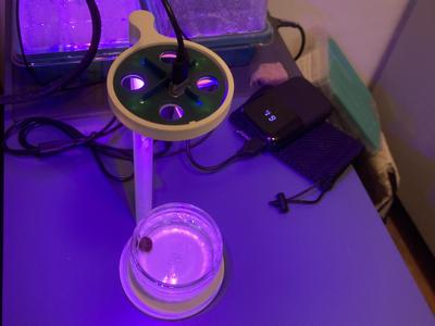 grow light stand for seed starter