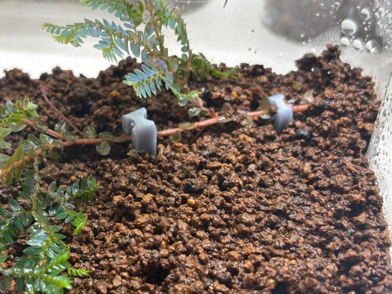 Plant Holder Clip